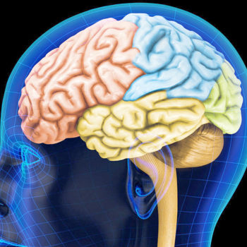 Cérebro - O Motor Nosso Corpo