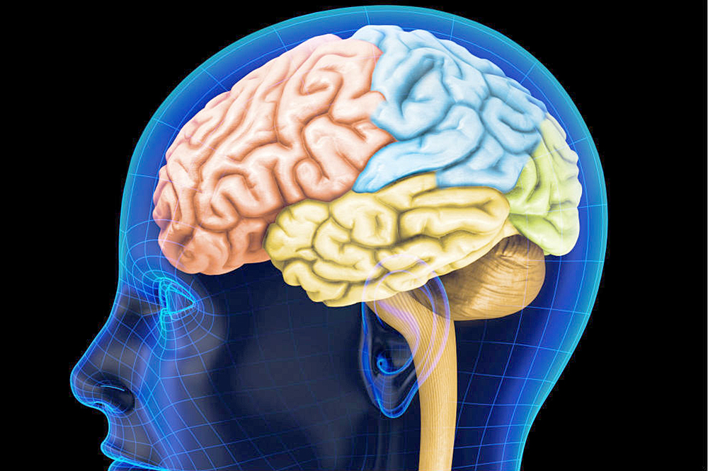 Cérebro - O Motor Nosso Corpo